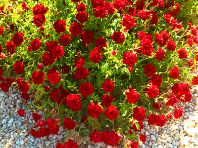 xeriscape